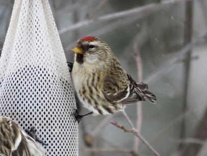 father's day gifts for bird lovers