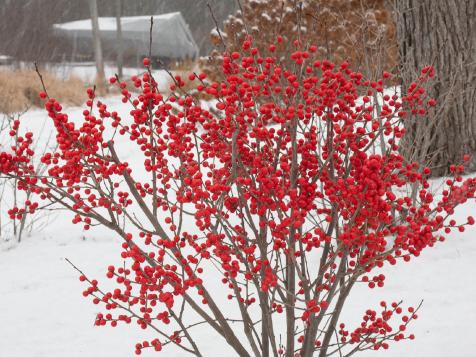 Growing Winterberry Holly