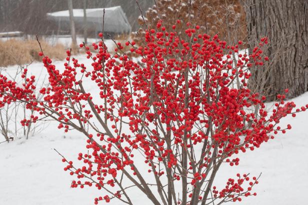 Image of Berry Poppins Winterberry shrub in a hedgerow