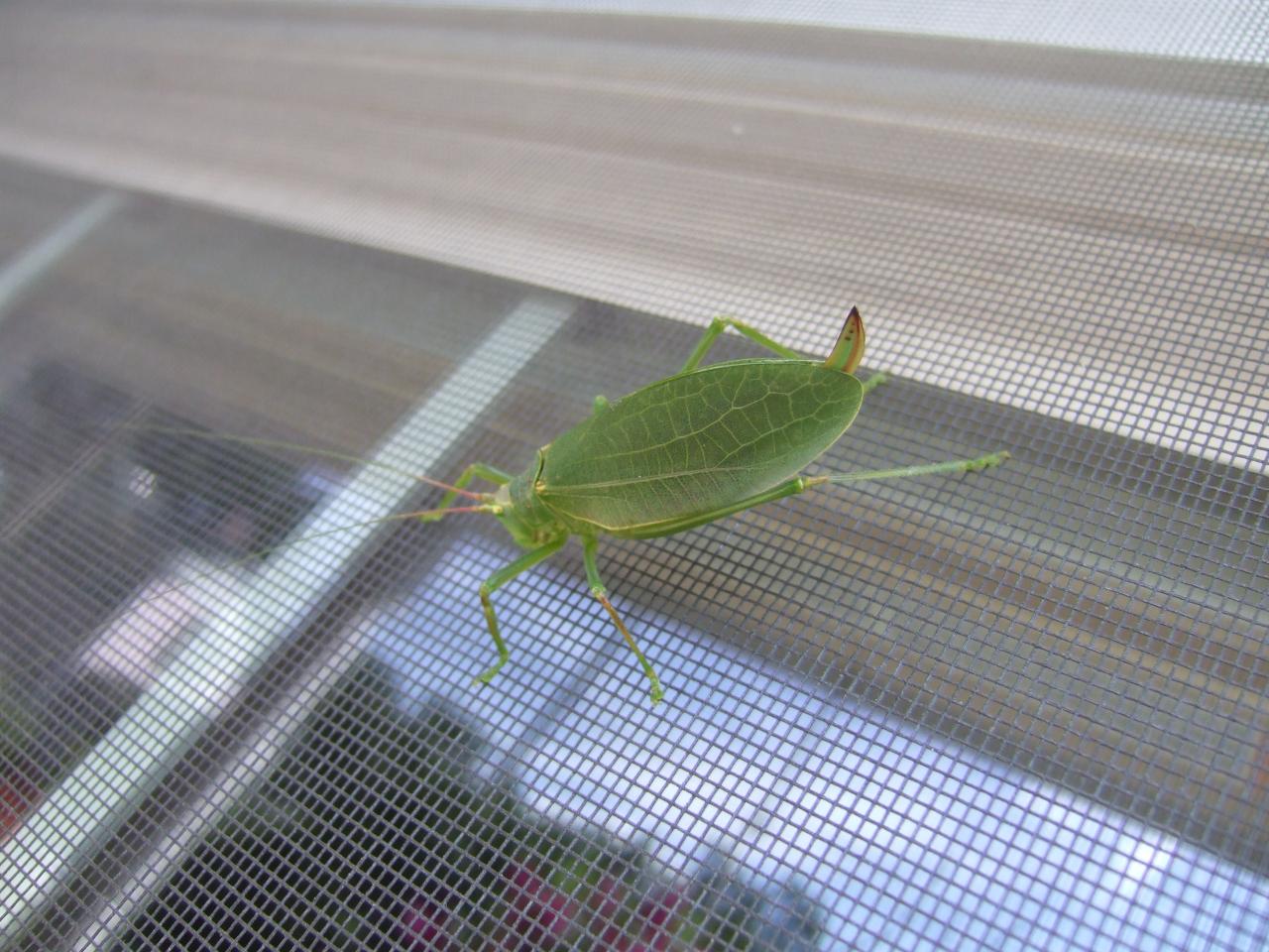 How To Keep Bugs Out Of Your House Diy