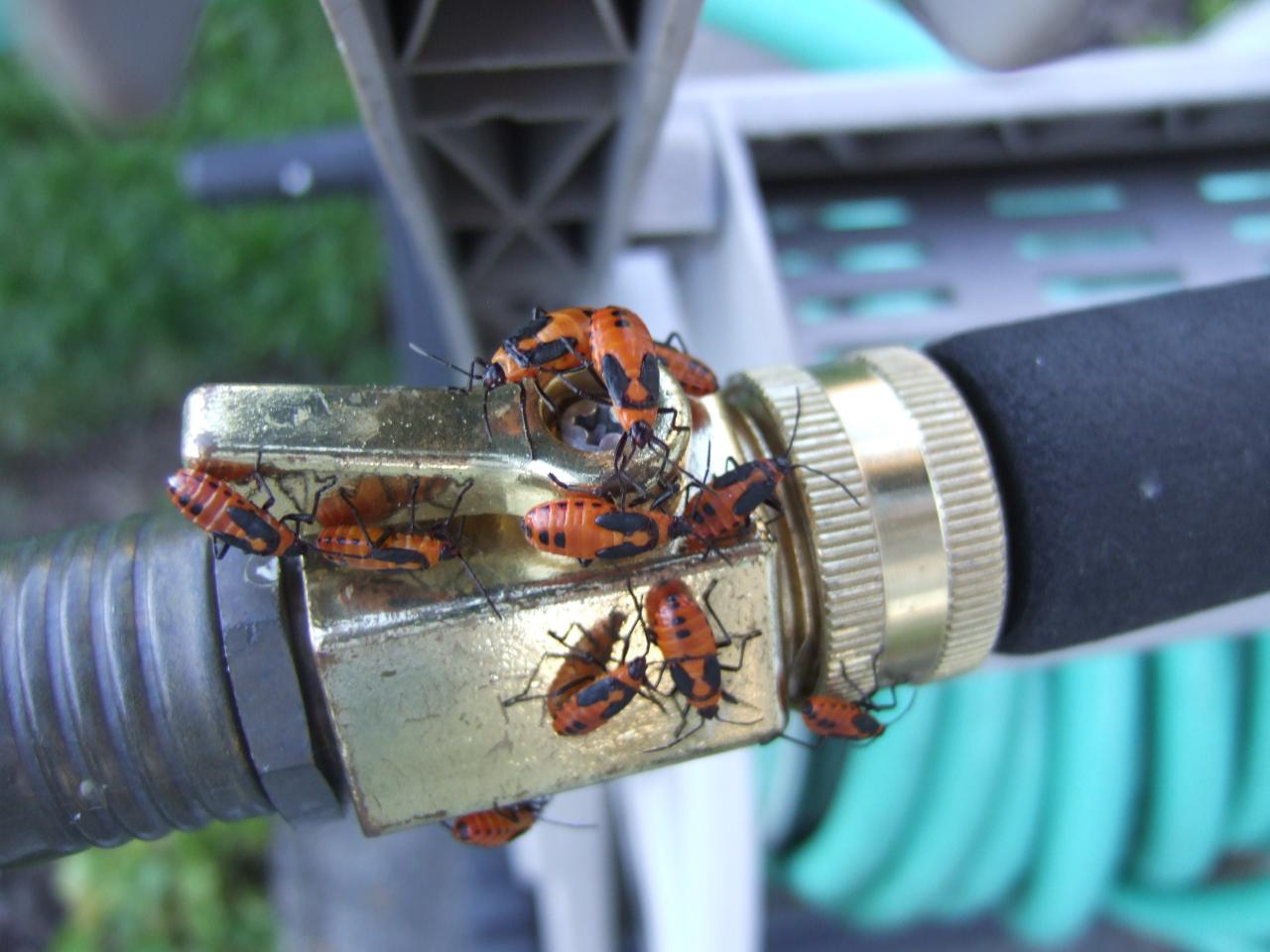 How To Keep Bugs Out Of Drawers