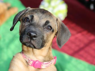 Diy Soothing Pet Paw Balm Diy Network Blog Made Remade Diy