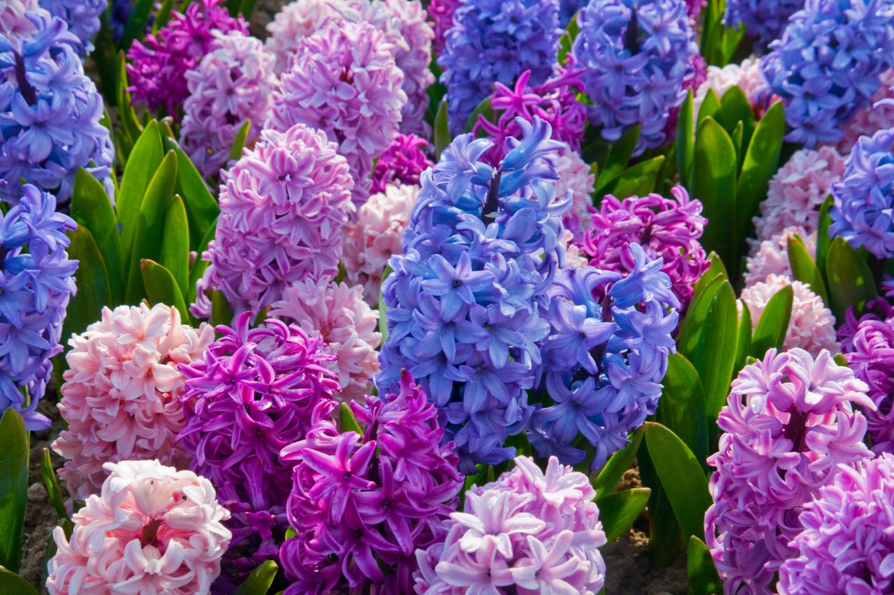 Planting Hyacinths Tips | DIY Network Blog: Made + Remade | DIY
