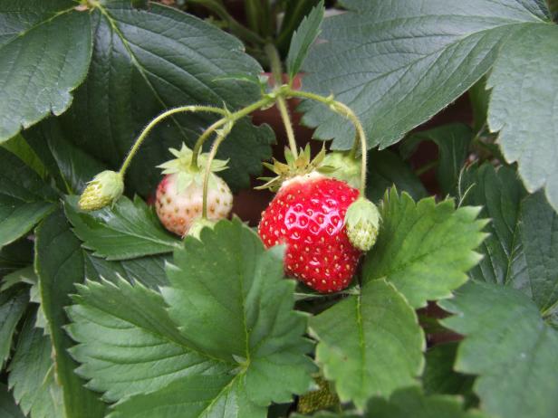 Strawberry Cluster On Plant
