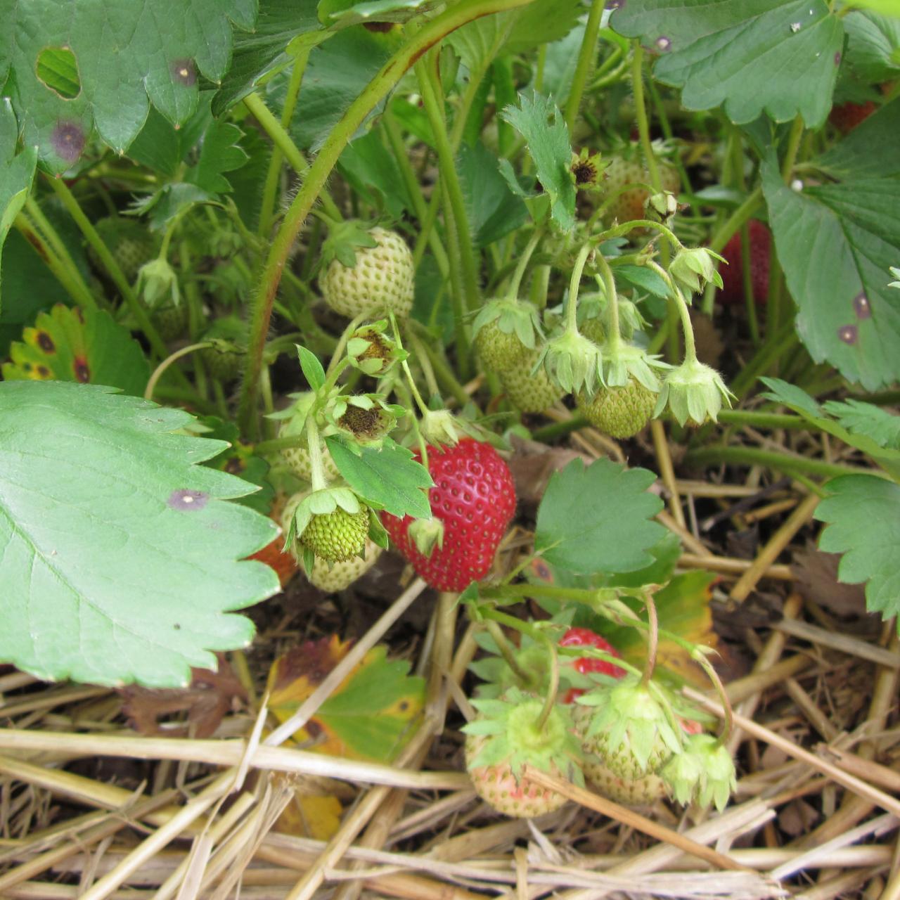 Mulching Strawberry Plants in the Summer – Strawberry Plants