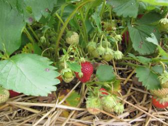 Clusters of Ripening Strawberries On Plant