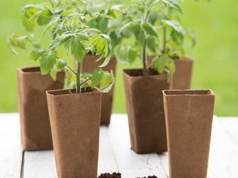 Choose Deep Pots For Tomato Seedlings