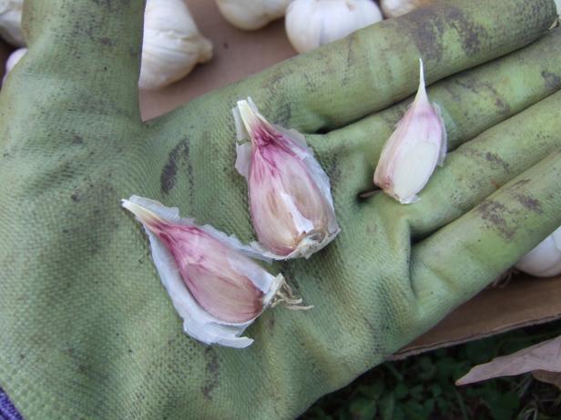 To plant garlic, break heads apart and separate individual cloves, planting the largest ones. Save smaller cloves for eating.