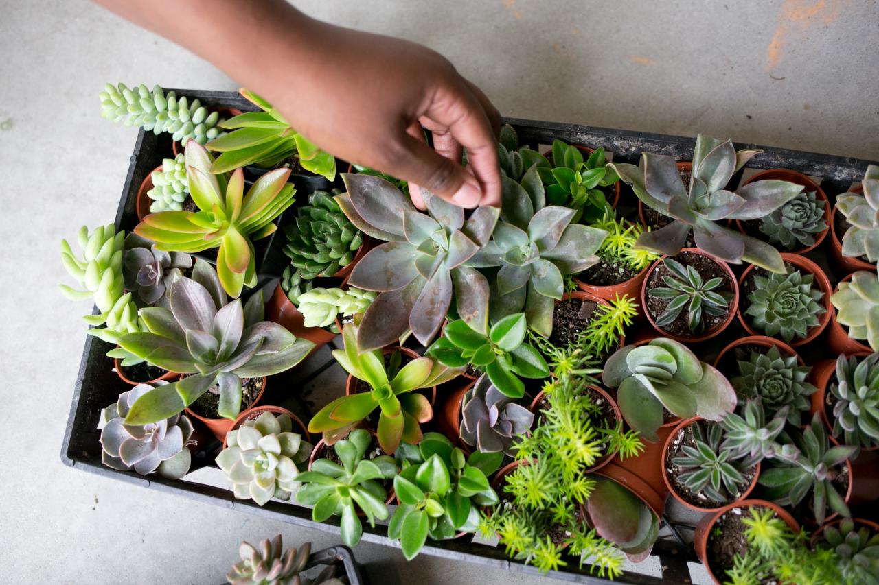 6 Things That Can Go Wrong With Succulents Hgtv,How To Revive A Dying Spider Plant