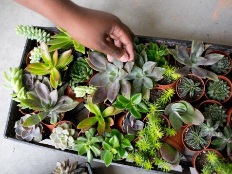 6 Things That Can Go Wrong With Succulents