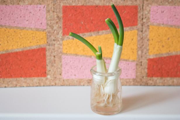 Green onions rerooting in a shallow glass.