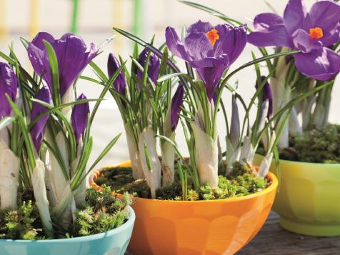 Planting Bulbs in Containers