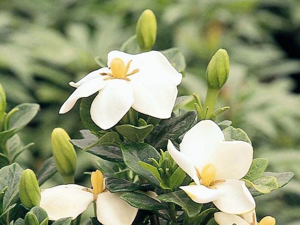 Gardenia Planting Tips Diy Network Blog Made Remade Diy