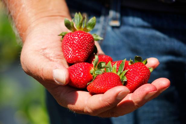 Fresh-picked Strawberries 