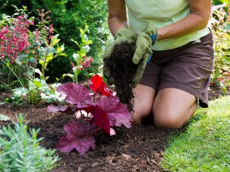 Adding Mulch To Heuchera