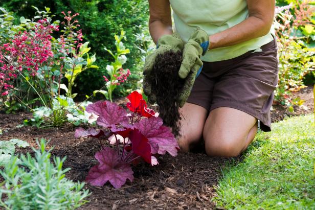 Adding Mulch To Heuchera