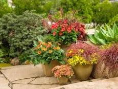 Gerbera Daisy, Red Fountain Grass And Calibrachoa