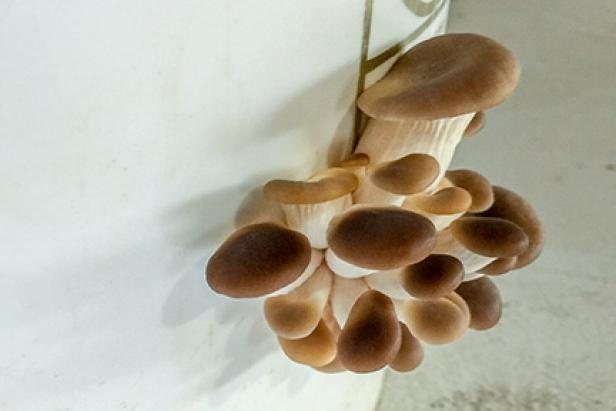mushrooms grown at home in a bucket