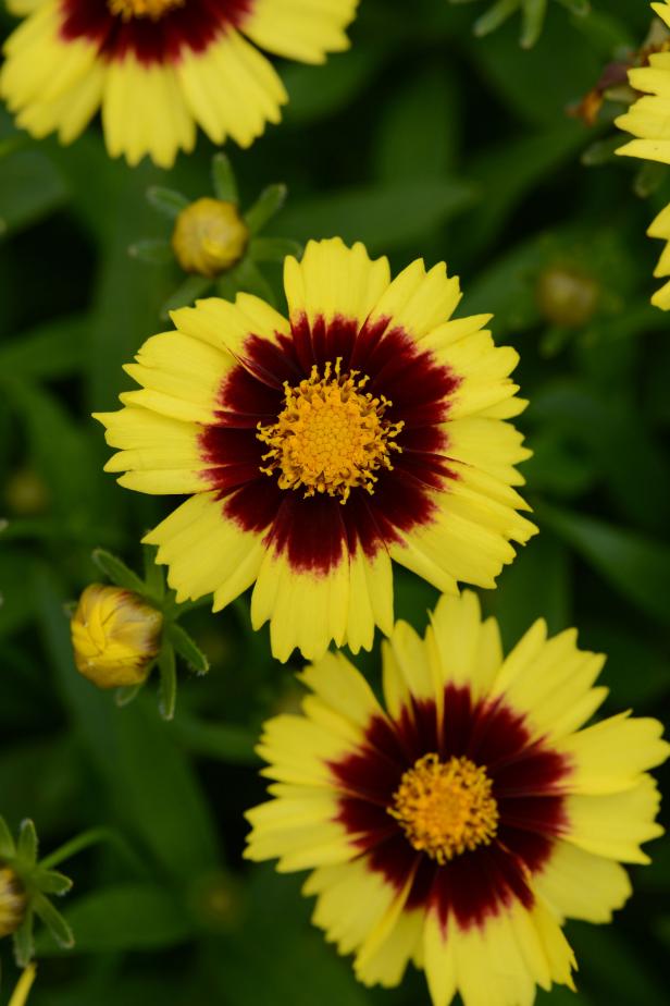 Coreopsis Uptick Yellow and Red