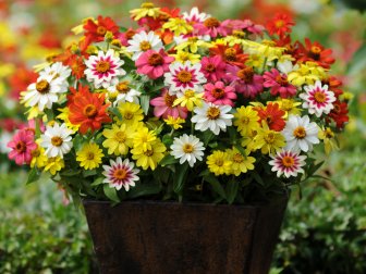 Zahara zinnias flower all season long. Leaves resist diseases that typically attack zinnia leaves.
DIY Network’s Made+Remade showcases container ideas for patios, including using bedding zinnias, like Zahara zinnia.