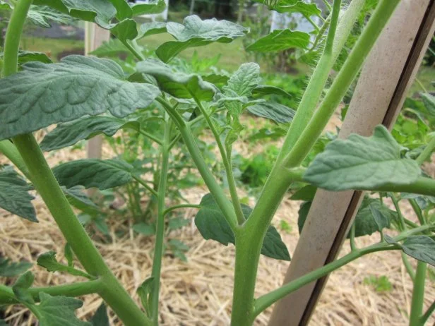 Sucker On Tomato Plant