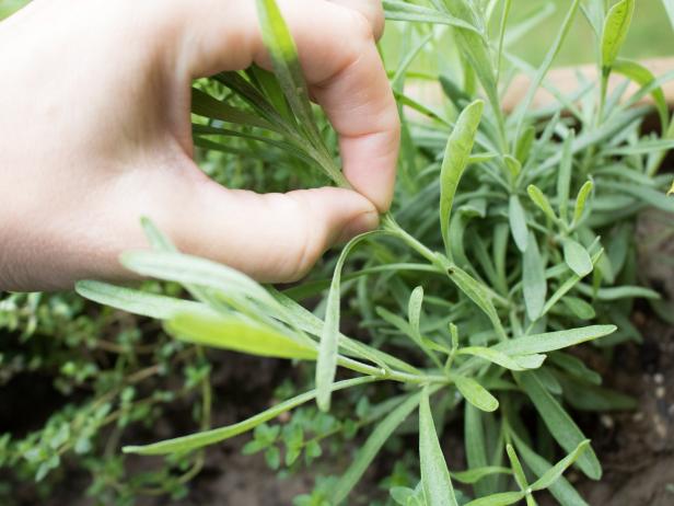 Trim and prune your herbs so they keep producing new growth.