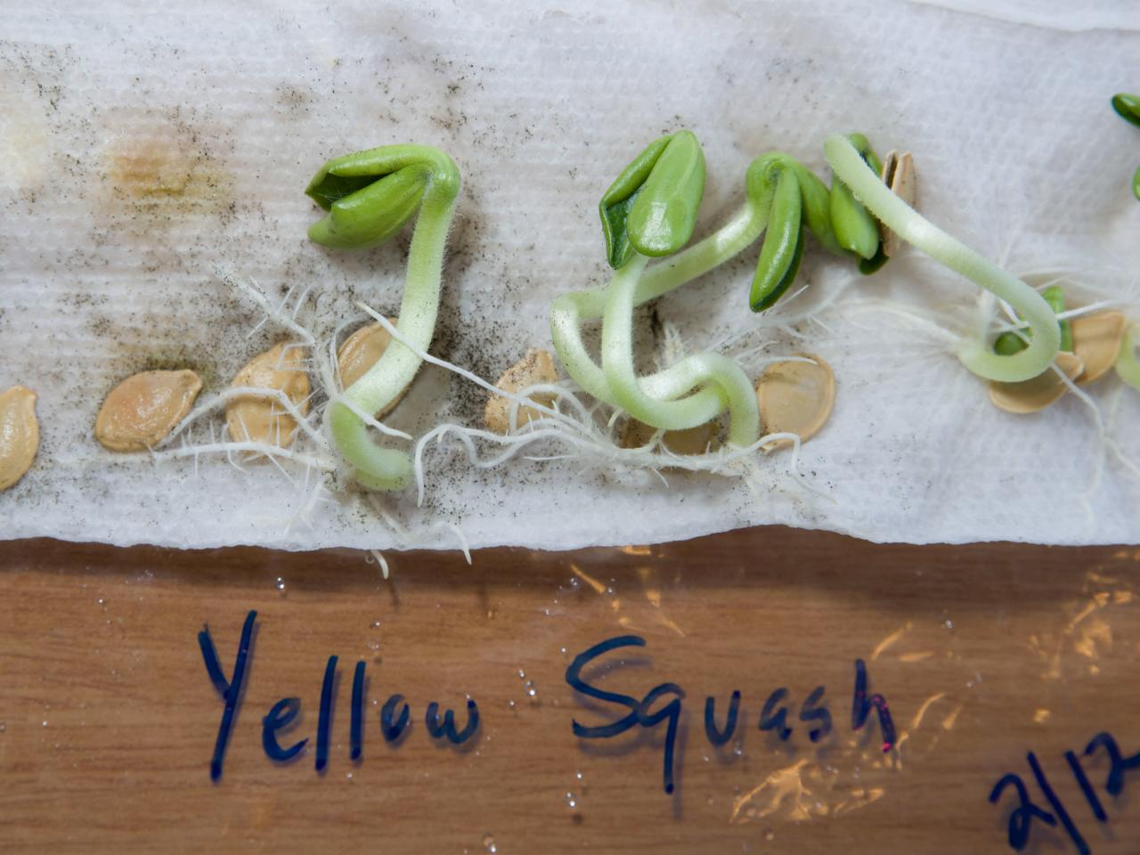 Yellow Squash Seeds Germinated.