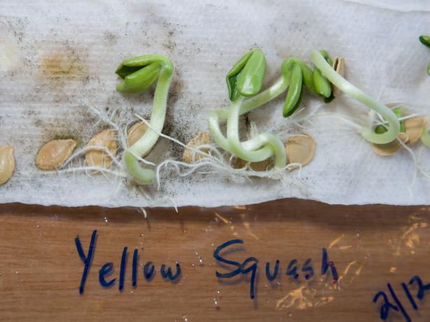 Germinating Seeds On A Paper Towel