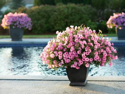 The Best Flowers For Pots In Full Sun Hgtv - Potted Plants Around Pool Full Sun