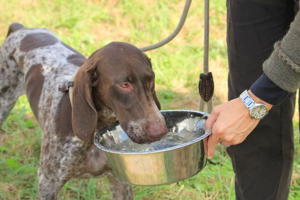 German Shorthaired Pointer drinking water after field training