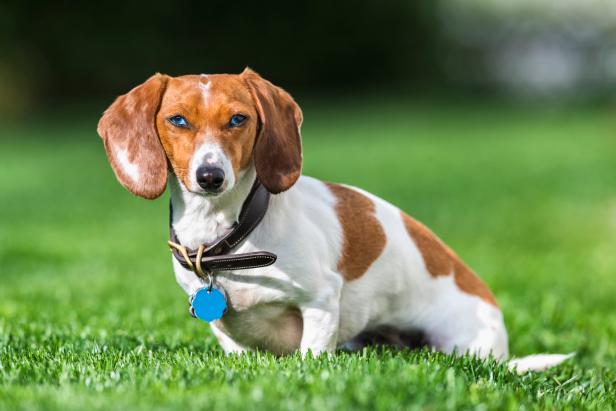 A portrait of a purebred Dachshund sitting in the early morning grass looking at the camera. She is a short haired dappled piebald color of brown and white, she also has blue eyes. She is a rescue and living happily ever after with her new mom, her name is Pretzel.