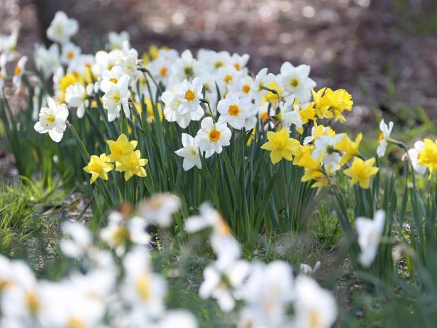 Longfield Gardens Roadside Daffodils