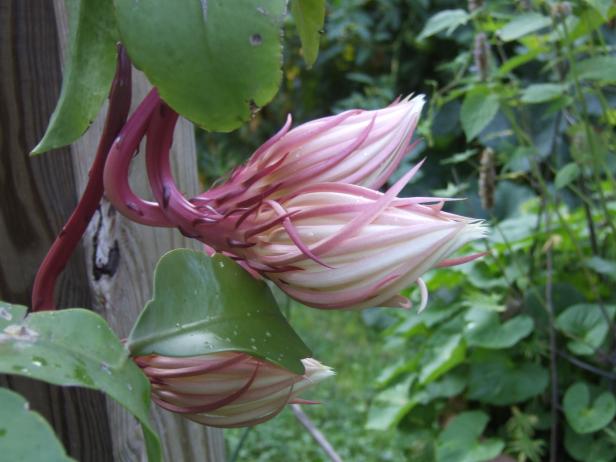 Flowers Ready To Open On Night Blooming Cereus