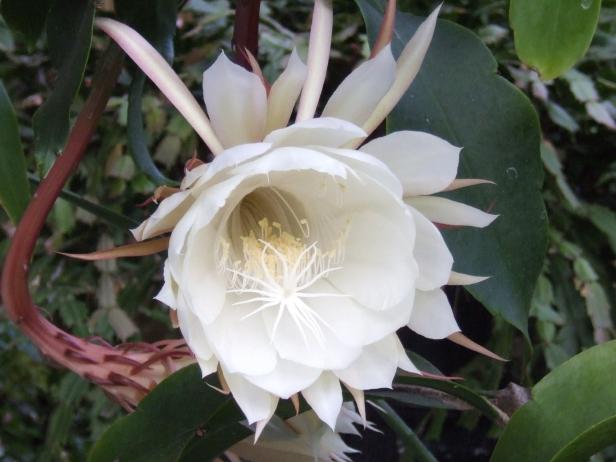 Epiphyte Cactus Flower
