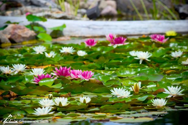 Waterlily Pond