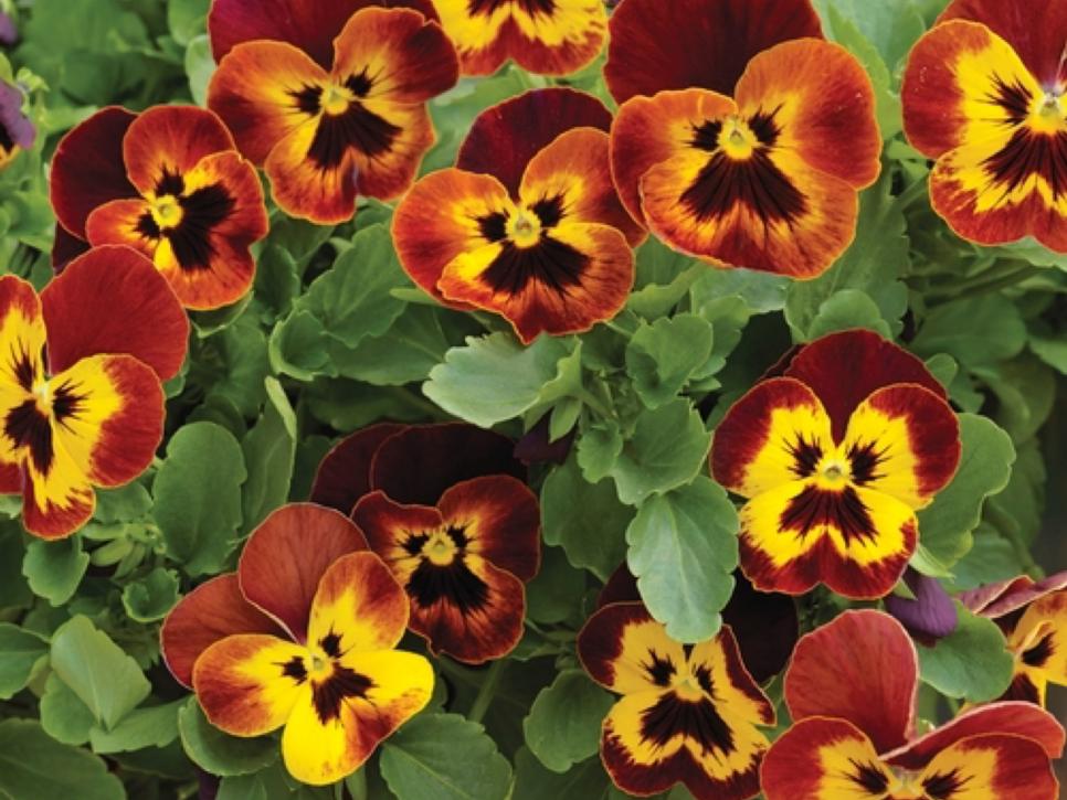 FreezeProof Plants HGTV