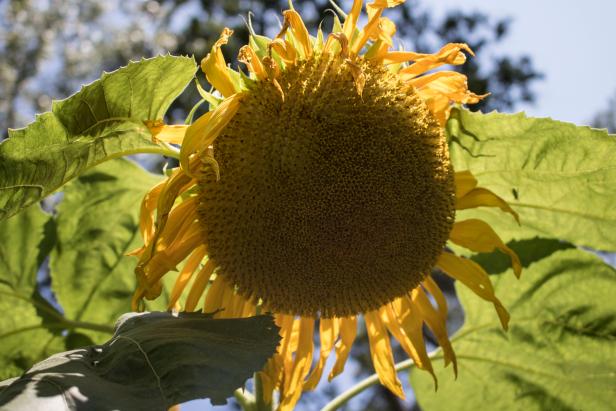 How to Harvest and Roast Sunflower Seeds DIY