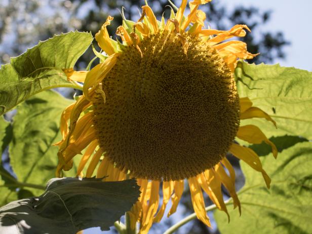 How to Harvest Sunflower Seeds | When to Harvest Sunflower Seeds | HGTV