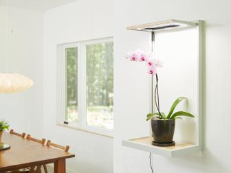 Coltura LED Grow Frame with Orchid