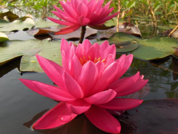 How To Winterize Waterlilies Diy