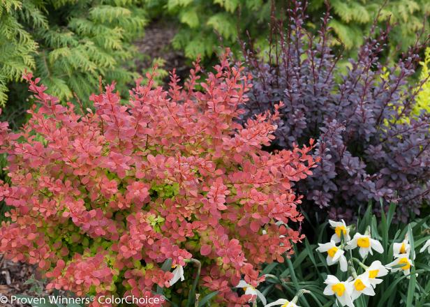 The Best Low Maintenance Plants For, Landscaping With Evergreens And Perennials