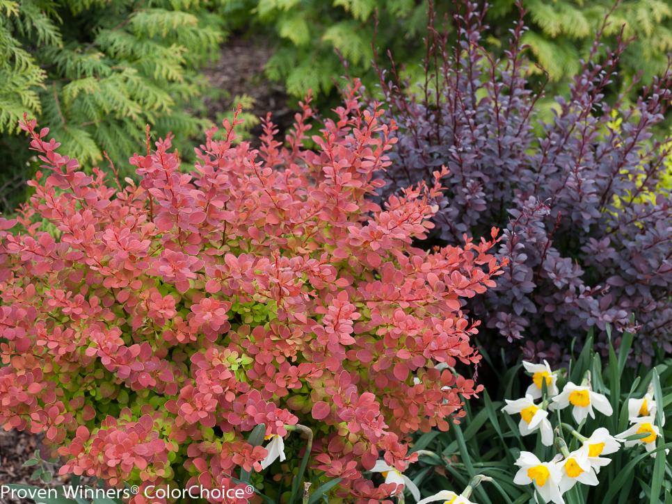 When To Plant Flowers Zone 9 The 9 Best Full Sun Flowering Perennials