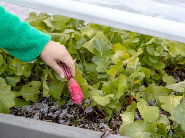 Winter Gardening How To Build A Hoop House To Protect Your