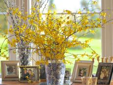 Forsythia Branches In Vase 