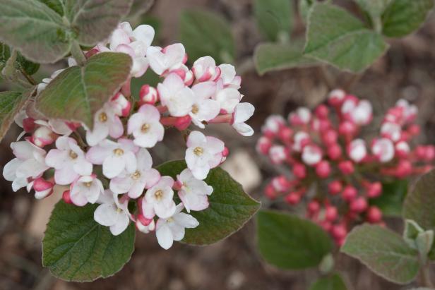 Spice Girl Viburnum Carlesii