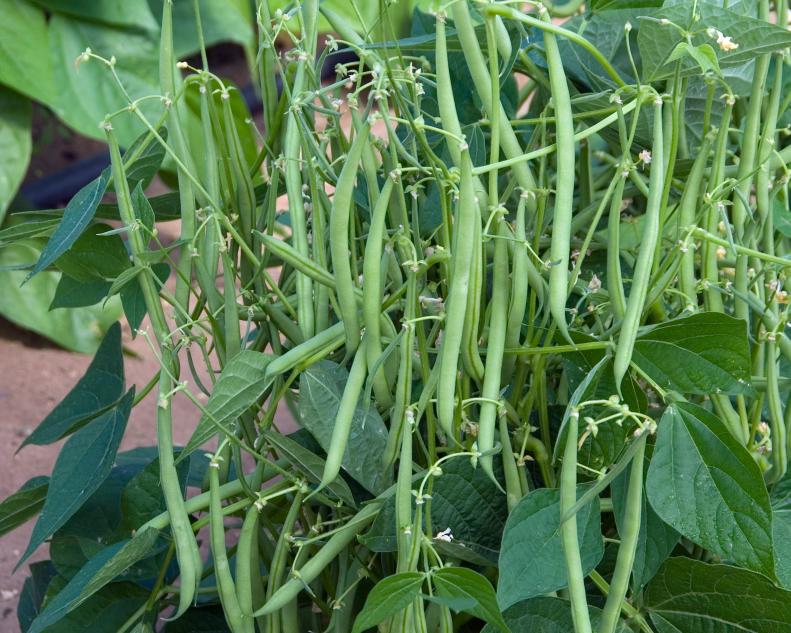 Dwarf French Bean For Containers