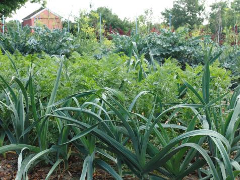 Companion Planting for Onions