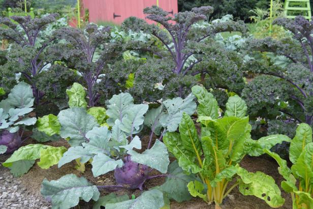 what to plant in winter vegetable garden australia