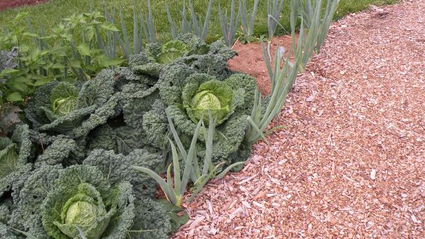 Savoy Cabbage And Onion Companion Planting