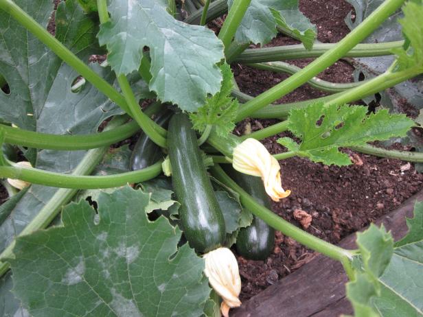 Heirloom Zucchini Squash